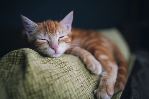 صورة قط العتابي ينام على مسند الأريكة