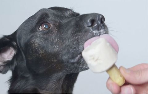 DIY Pupsicle الكلب علاج